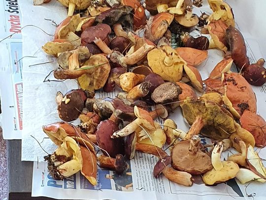 Co roku setki zatruć grzybami – lekarz rodzinny o objawach, leczeniu i profilaktyce