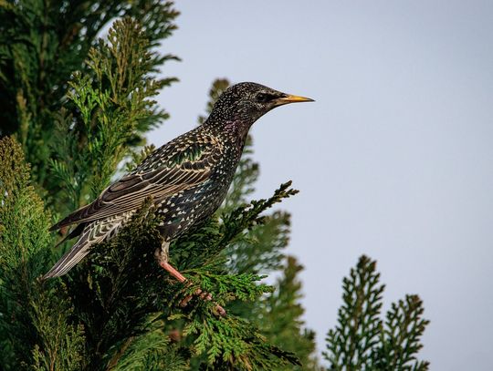 Mobilny czy stacjonarny - jaki dzwiękowy odstraszacz na szpaki wybrać?