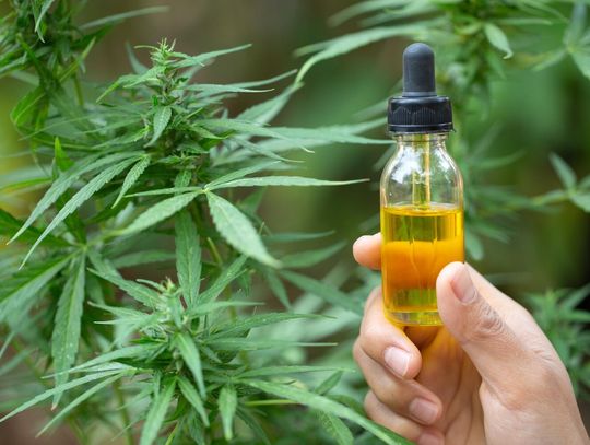 Olejki CBD i konopne dla zwierząt: Jak dawkować i na co zwrócić uwagę?