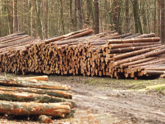 Z braku węgla dobre drewno - także z prywatnych lasów