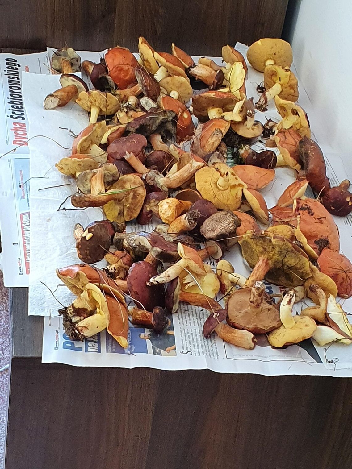 Co roku setki zatruć grzybami – lekarz rodzinny o objawach, leczeniu i profilaktyce