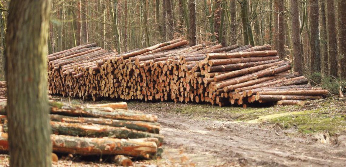 Z braku węgla dobre drewno - także z prywatnych lasów